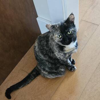 Clarisse -  Domestic Short Hair Cat Available for Adoption in Traverse City, Michigan - Clarisse | PetCurious