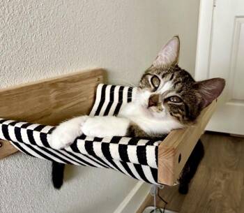 Jean -  American Shorthair Cat for Adoption in Houston, Texas - Jean | PetCurious