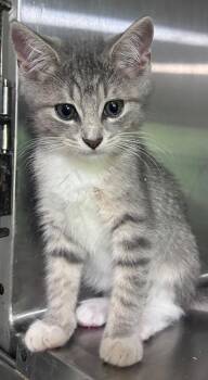 Bryan -  Domestic Short Hair Cat for Adoption in Cumming, Georgia - Bryan | PetCurious