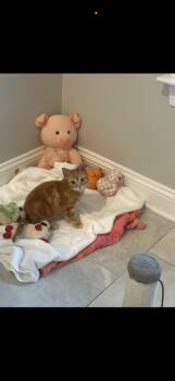 Domestic Short Hair Cats Available for Adoption in Davidson, North Carolina - Cheeto | PetCurious