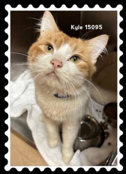 Rescue Domestic Medium Hair Cats for Adoption in Marietta, Georgia - Kyle (673) | PetCurious