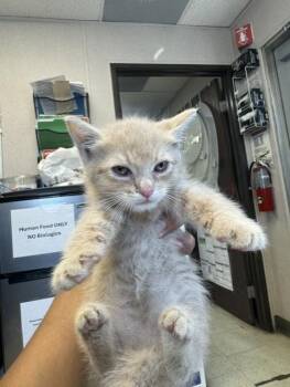 Domestic Short Hair Cats Available for Adoption in Stockton, California - JOEY | PetCurious