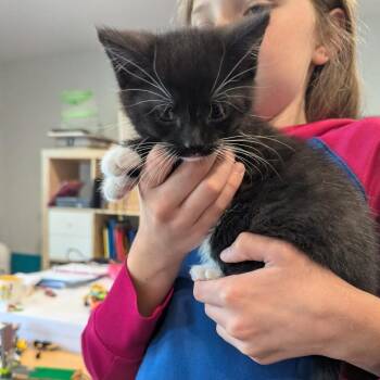 Domestic Short Hair Cats Available for Adoption in La Grange, Kentucky - Trinity | PetCurious