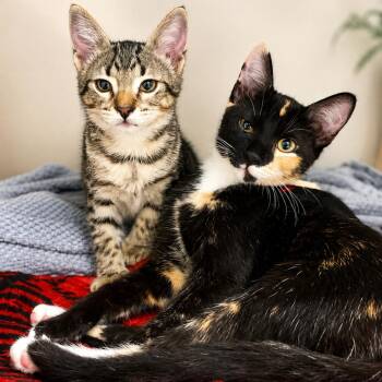 Chamomile -  Domestic Short Hair Cat for Adoption in Hopkinton, Massachusetts - Chamomile | PetCurious