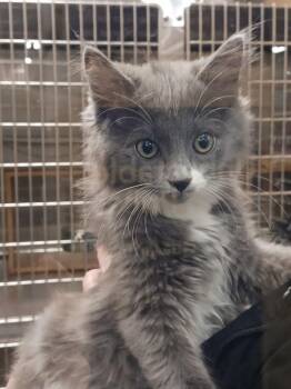 Domestic Long Hair Cats Available for Adoption - Maddie | PetCurious