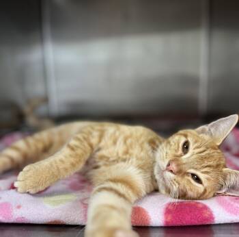 Dash -  Domestic Short Hair Cat for Adoption in Hilton Head Island, South Carolina - Dash | PetCurious
