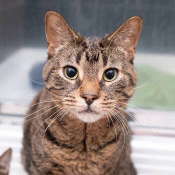 Rescue American Shorthair Cats for Adoption in South Elgin, Illinois - Lulu | PetCurious