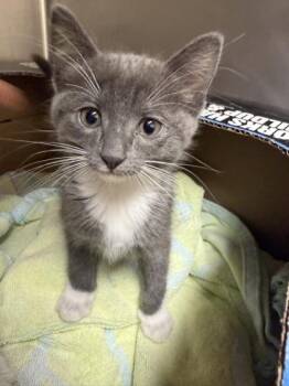 Hazel -  Domestic Short Hair Cat for Adoption in Westland, Michigan - Hazel | PetCurious