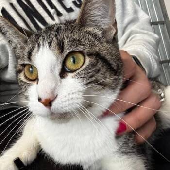 Domestic Short Hair Cats Available for Adoption in Hutchinson, Minnesota - Emma Jane | PetCurious