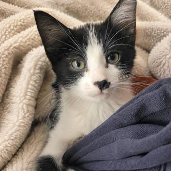 Dotty (Sissy_kit3) -  Domestic Short Hair Cat for Adoption in Edwardsville, Illinois - Dotty (Sissy_kit3) | PetCurious
