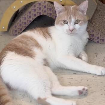 Mr. T & Ms. Sasha - EXTEMEMLY URGENT!!! -  Domestic Short Hair Cat Available for Adoption in Maryville, Tennessee - Mr. T & Ms. Sasha - EXTEMEMLY URGENT!!! | PetCurious