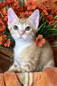 5/10/26 George -  Domestic Short Hair Cat for Adoption in Stillwater, Oklahoma - 5/10/26 George | PetCurious