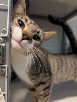 Rescue Domestic Short Hair Cats for Adoption in New Freedom, Pennsylvania - Marsha | PetCurious