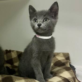 Soot -  Domestic Short Hair Cat for Adoption in Walnut Creek, California - Soot | PetCurious