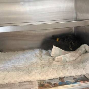 Clarke -  Domestic Short Hair Cat for Adoption in Long Beach, California - Clarke | PetCurious