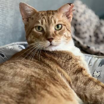 Rescue Domestic Short Hair Cats for Adoption in Sarasota, Florida - Bandit | PetCurious