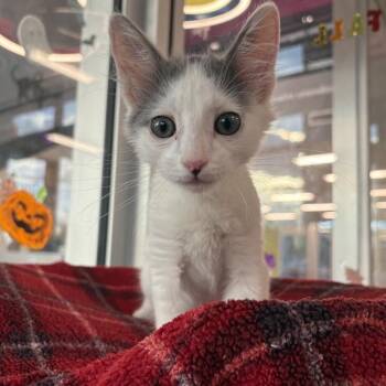 Latte -  Domestic Short Hair Cat for Adoption in Phoenix, Arizona - Latte | PetCurious