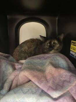 Domestic Short Hair Cats Available for Adoption - Winnie | PetCurious