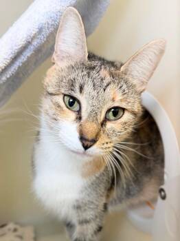 Mrs. Gump -  Domestic Short Hair Cat for Adoption in Menomonie, Wisconsin - Mrs. Gump | PetCurious