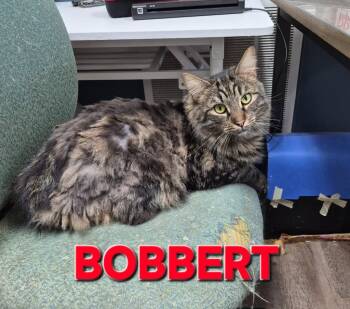 Bobbert -  Domestic Medium Hair Cat for Adoption in Rome, Georgia - Bobbert | PetCurious
