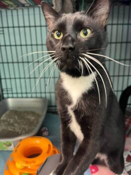 King -  Domestic Short Hair Cat for Adoption in Warren, Ohio - King | PetCurious