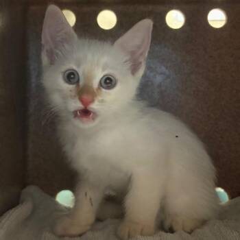 Damian -  Domestic Short Hair Cat for Adoption in Pasadena, California - Damian | PetCurious