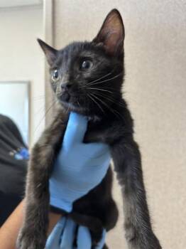 A592273 -  Domestic Short Hair Cat for Adoption in San Bernardino, California - A592273 | PetCurious