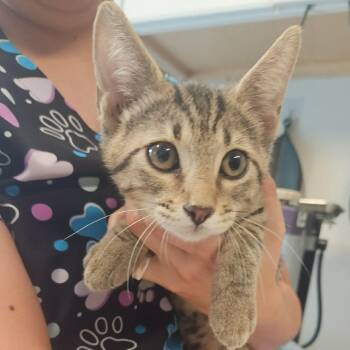 Crepe Cake (Judy) -  Domestic Short Hair Cat for Adoption in Edwardsville, Illinois - Crepe Cake (Judy) | PetCurious