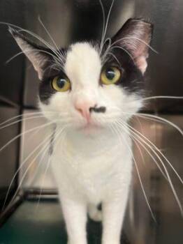 Rescue Domestic Short Hair Cats for Adoption in Williamsport, Pennsylvania - Oriana | PetCurious