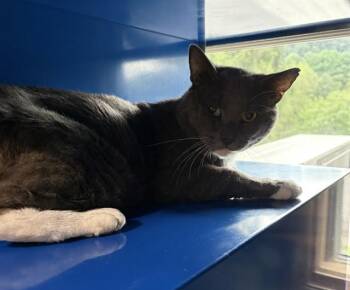 TOM -  Domestic Short Hair Cat for Adoption in Westminster, Maryland - TOM | PetCurious