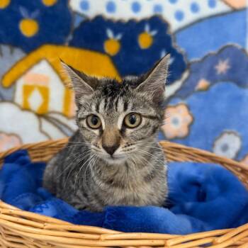 Shilo -  Domestic Short Hair Cat for Adoption in Riverwoods, Illinois - Shilo | PetCurious