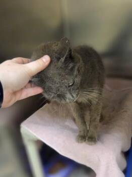 Garth -  Domestic Short Hair Cat for Adoption in Westland, Michigan - Garth | PetCurious