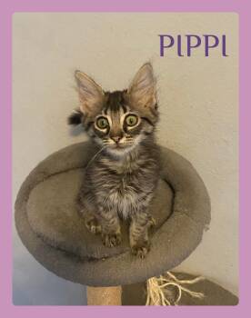 PIPPI -  Tabby Cat for Adoption in Lawton, Oklahoma - PIPPI | PetCurious