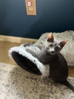 Disher -  Domestic Short Hair and Russian Blue Cat for Adoption in East Greenville, Pennsylvania - Disher | PetCurious