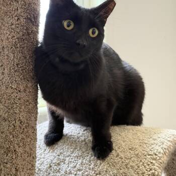 Domestic Short Hair Cats Available for Adoption in Marana, Arizona - Mr. Charm | PetCurious