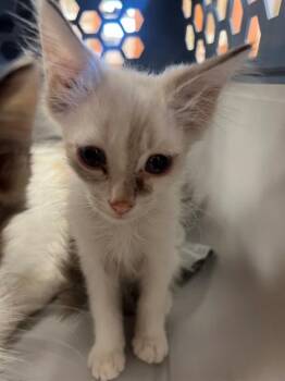 VOLT -  Domestic Medium Hair Cat for Adoption in Thousand Palms, California - VOLT | PetCurious