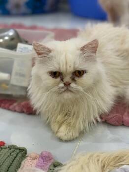 Rescue Persian Cats for Adoption in Brampton, Ontario - Pearl C | PetCurious