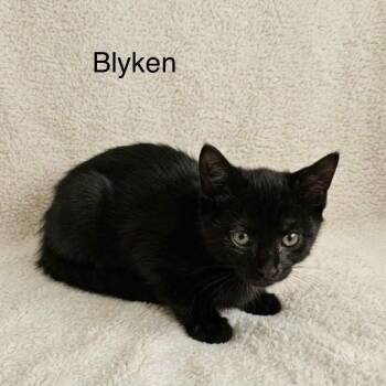 Blynken -  Bombay and Domestic Short Hair Cat for Adoption in Wyandotte, Michigan - Blynken | PetCurious