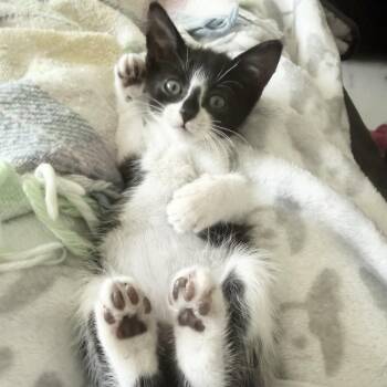 Boo -  Tuxedo Cat for Adoption in Coral Gables, Florida - Boo | PetCurious