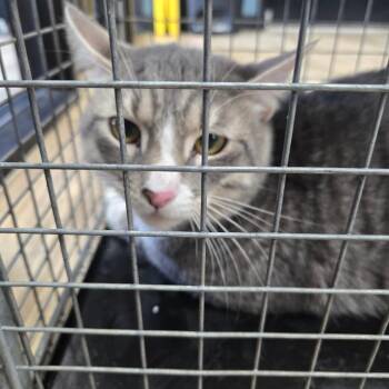 Bunky -  Domestic Short Hair Cat for Adoption in Newark, New Jersey - Bunky | PetCurious