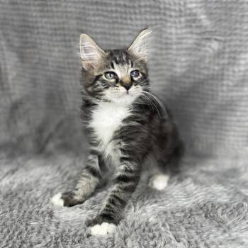 Beckham - Andrea foster -  Domestic Long Hair Cat for Adoption in Social Circle, Georgia - Beckham - Andrea Foster | PetCurious