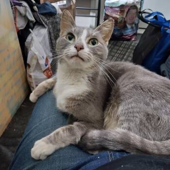 Domestic Short Hair Cats Available for Adoption in Tustin, California - Olympic | PetCurious