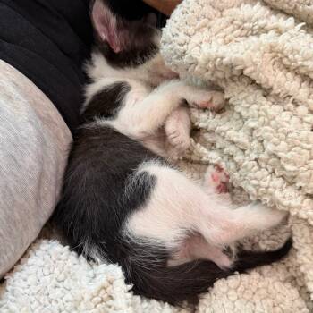 Domestic Short Hair Cats Available for Adoption in Austin, Texas - Under The Sky 2 | PetCurious