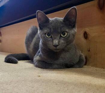 Felicity -  Domestic Short Hair Cat for Adoption in Sayreville, New Jersey - Felicity | PetCurious