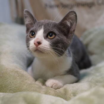 Rescue Tuxedo and Domestic Short Hair Cats for Adoption in Garland, Texas - Lily | PetCurious