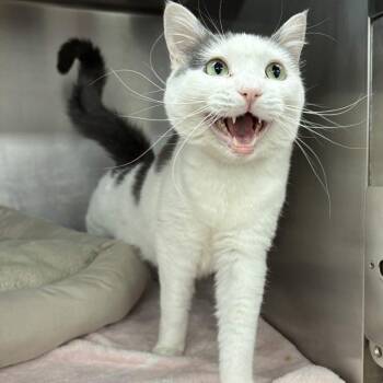 Ody -  Domestic Short Hair Cat for Adoption in Beaumont, Texas - Ody | PetCurious
