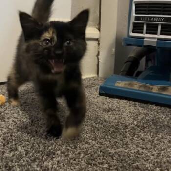 Bagheera -  Domestic Short Hair Cat for Adoption in Milan, Illinois - Bagheera | PetCurious