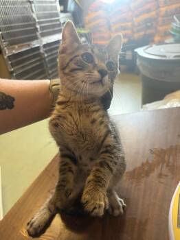 Simba -  Domestic Short Hair Cat for Adoption in Gallatin, Tennessee - Simba | PetCurious