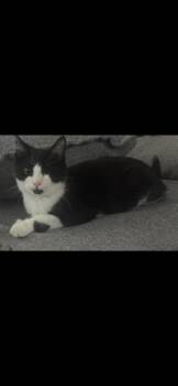 Rescue Domestic Short Hair and Tuxedo Cats for Adoption in Lodi, California - Biscuit | PetCurious