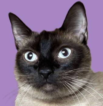 Siamese Cats Available for Adoption - Willow | PetCurious